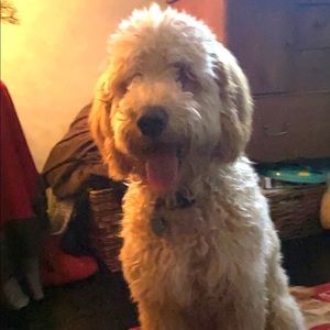 Meet your Posher, Hugo